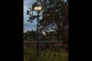 botanical-03
